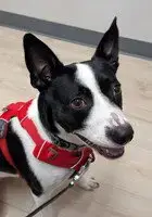 Zoey photo 2