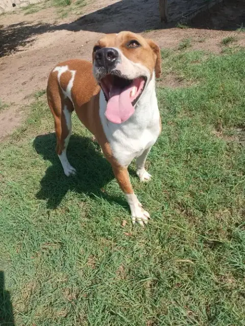 Scooby photo 3