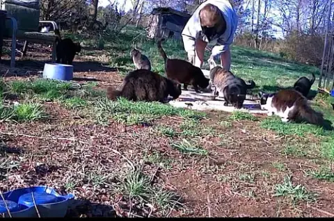 Barn/Outdoor Cats Urgently In Need Of New Homes