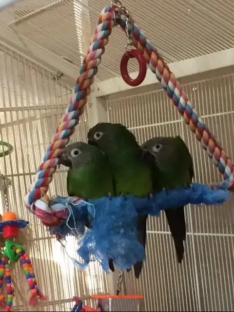 Sage And Jade
