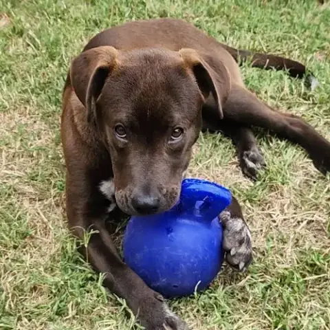 Jj