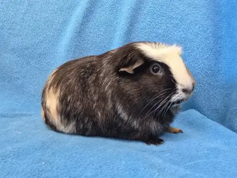 Gus Gus photo 2