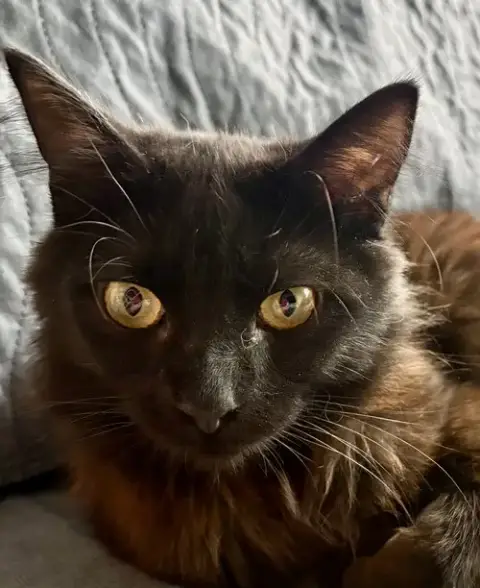 Muffin