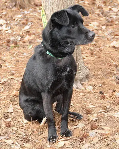Nyla photo 4