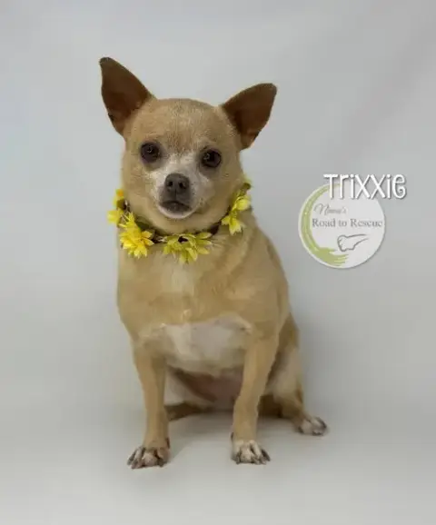 Trixxie