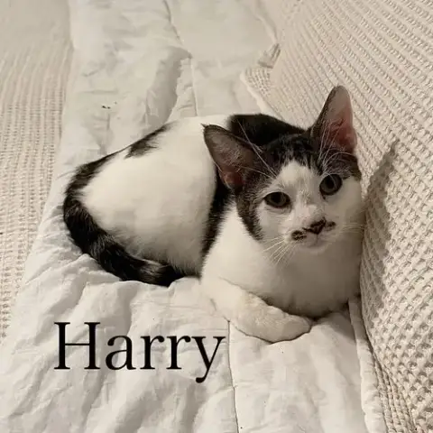 Harry