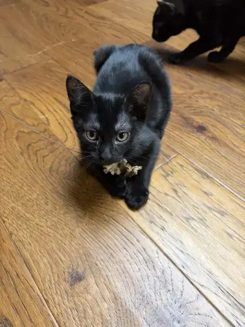 Eloise Kitten