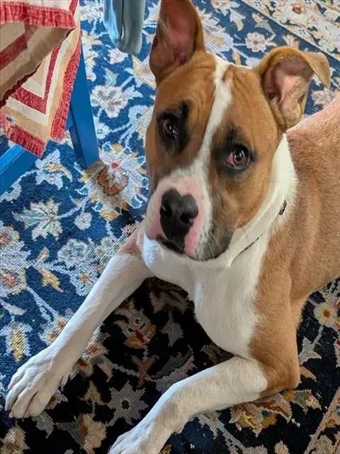 Zuni