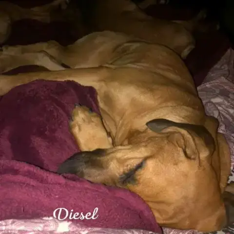 Diesel photo 2