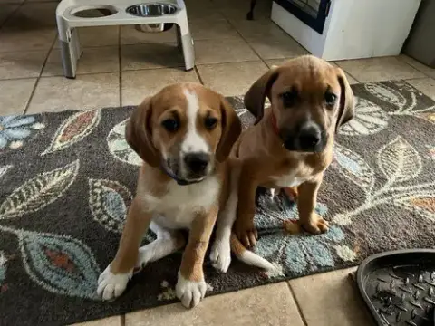 Dave And Jeff