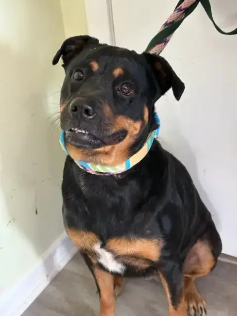 Roxy