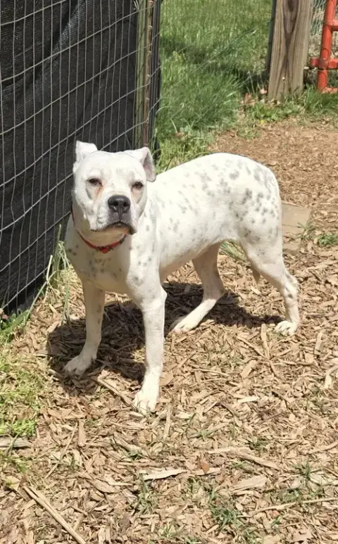 Luna: Not At Shelter photo 2
