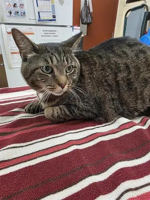 Snickers