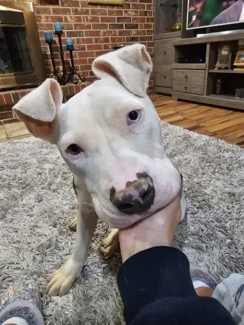 Senor Piggie