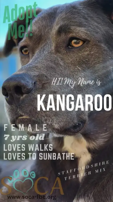 Kangaroo photo 5