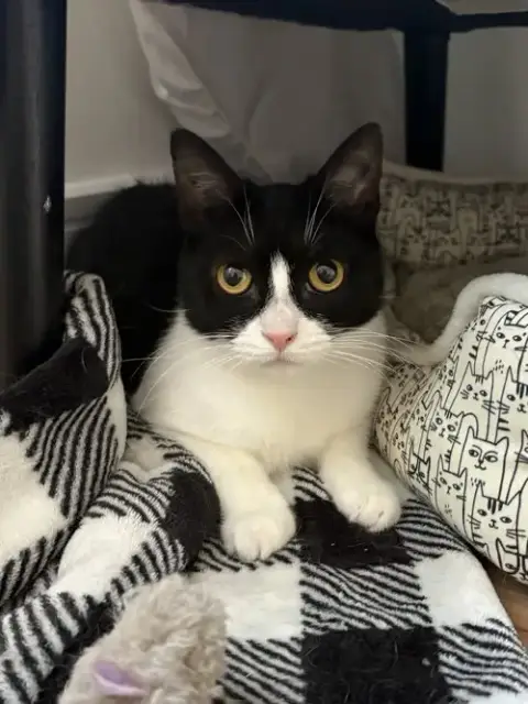 Addie Kitten