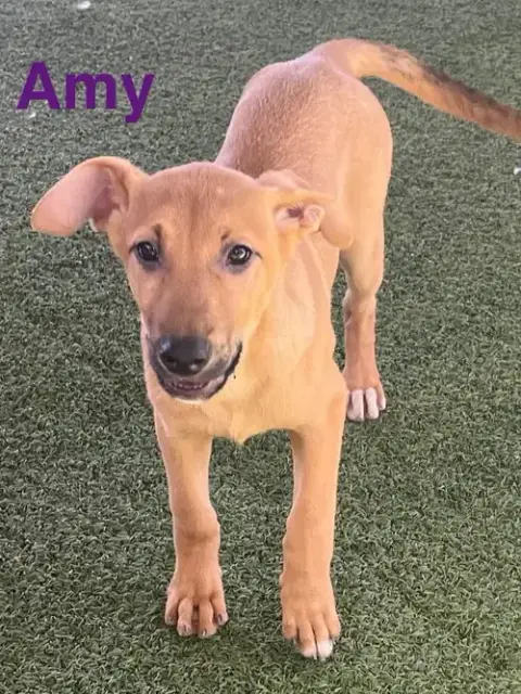 Amy photo 4
