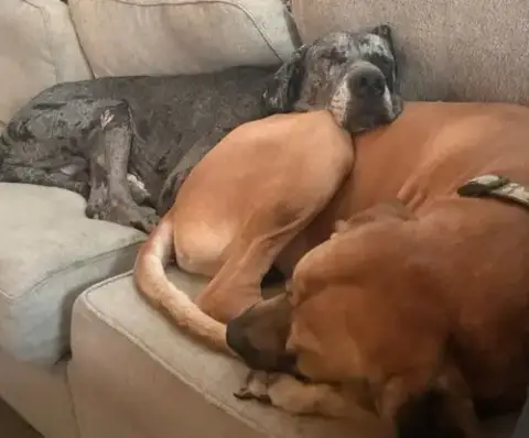 Duke / Toby photo 2