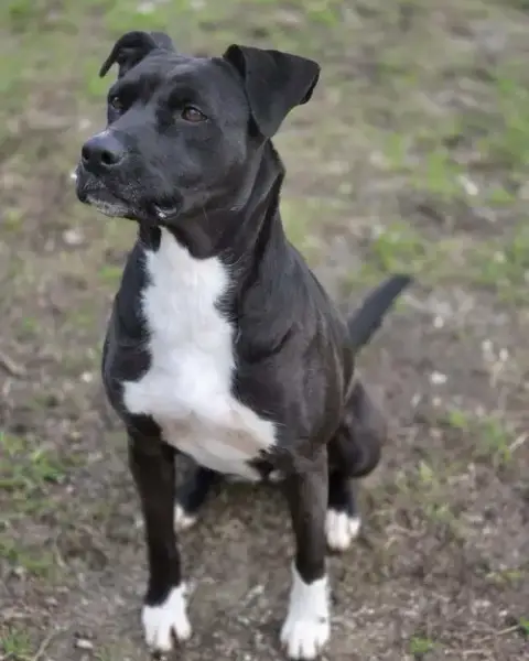 Bonnie photo 4