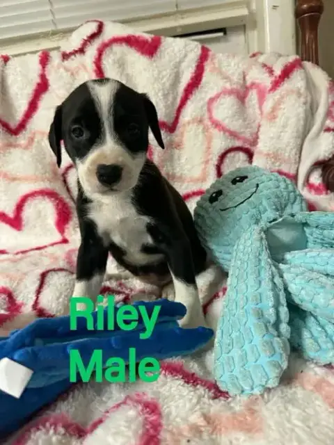 Riley