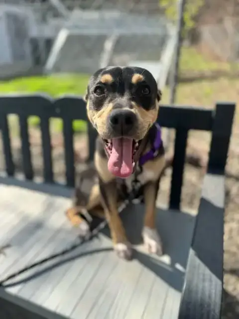 Trixie