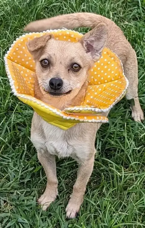 Gizmo photo 3