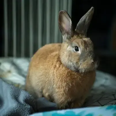 Nox photo 3