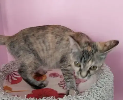 Crimson Blaze *In Foster* photo 3