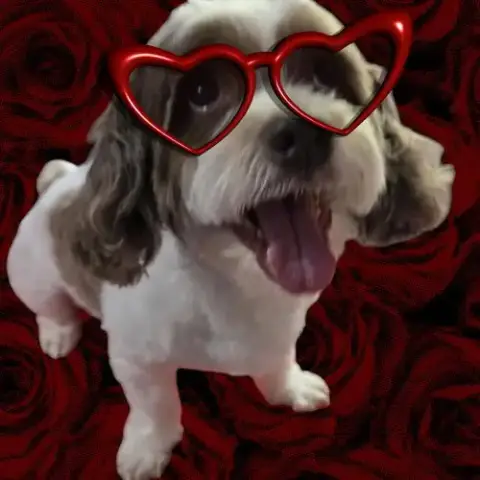 Archie photo 4