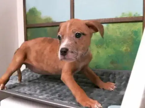 Tala