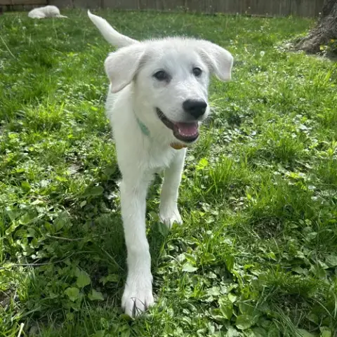 Honey photo 2