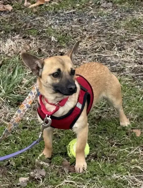 Chulo