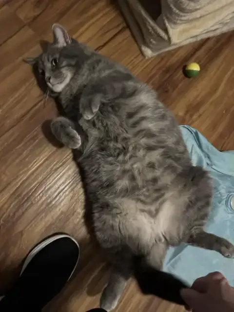 Felix photo 4
