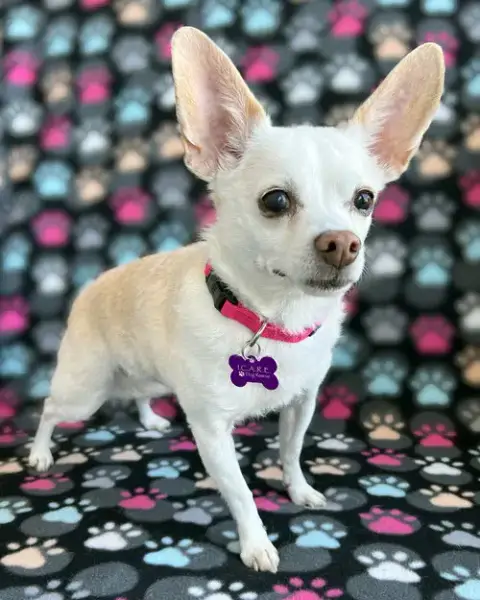 Leela