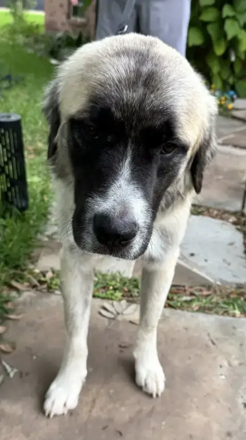 Hank