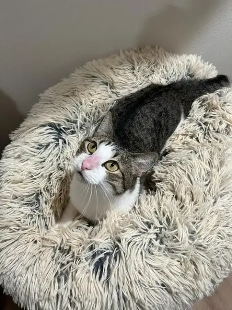 Verdi