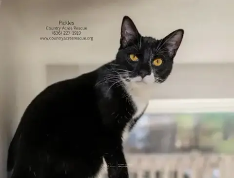 Pickles photo 2