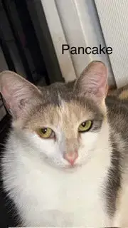 Pancake photo 3