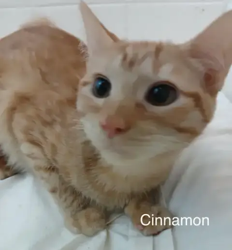 Cinnamon And Cesar photo 2