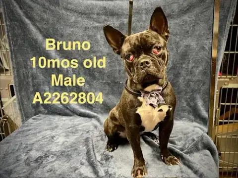 Bruno