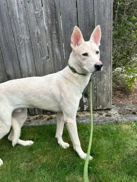 Oliver photo 2