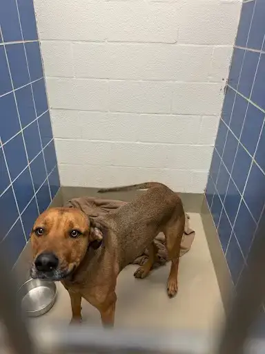 *Scooby