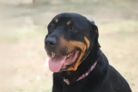 Reggie photo 5