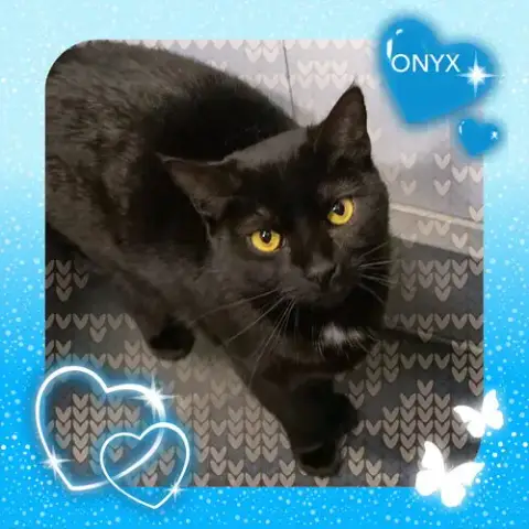 Onyx #1 photo 3