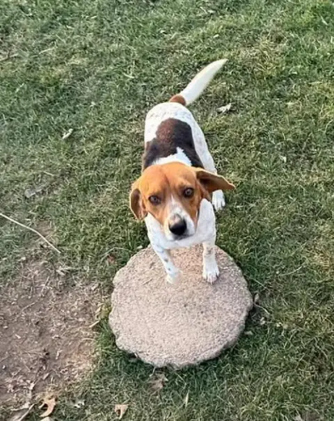 Gus-Beagle Boy photo 2