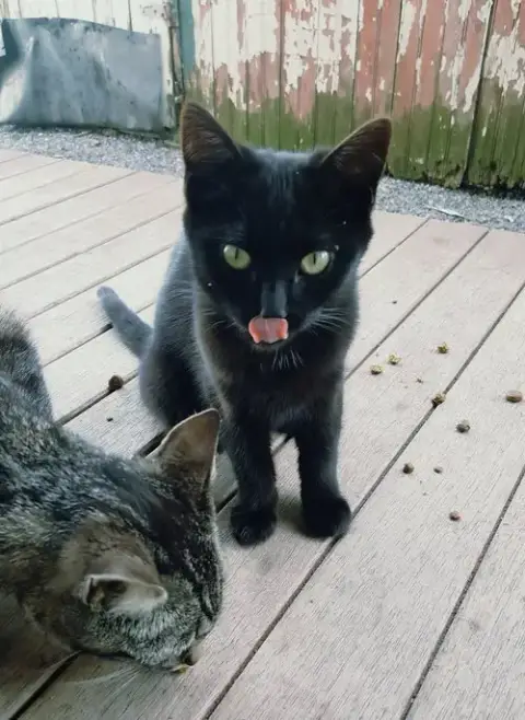 My Purrrrrfect Partner photo 5