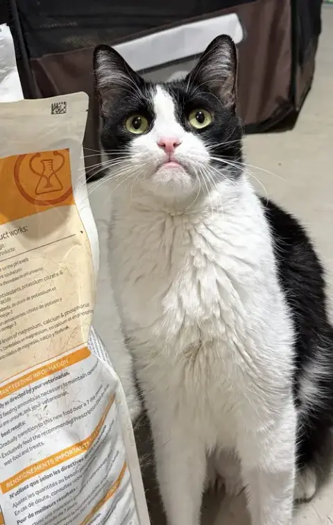 Catori photo 4