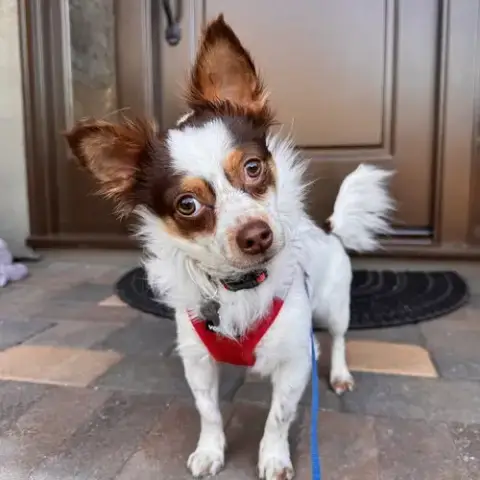 Gizmo photo 2