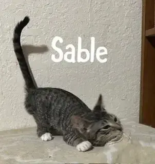 Sable photo 4