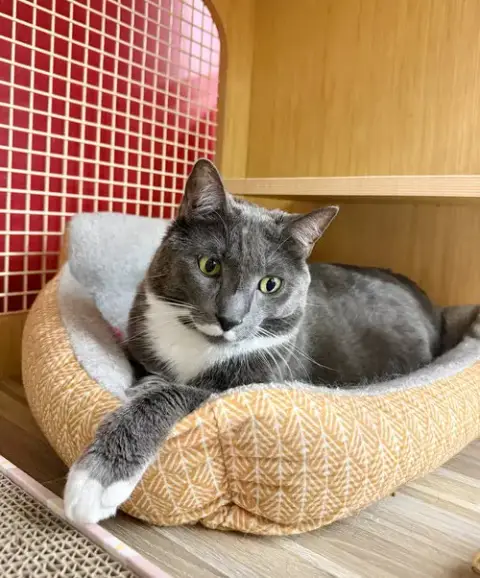 Icarus *Featured At The Petco In Columbia photo 3
